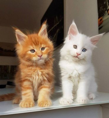 Top 5 giống mèo phù hợp với gia đình có trẻ nhỏ