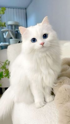 Top 5 giống mèo phù hợp với gia đình có trẻ nhỏ