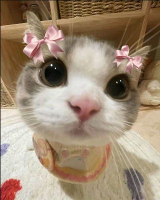 Top 5 giống mèo phù hợp với gia đình có trẻ nhỏ