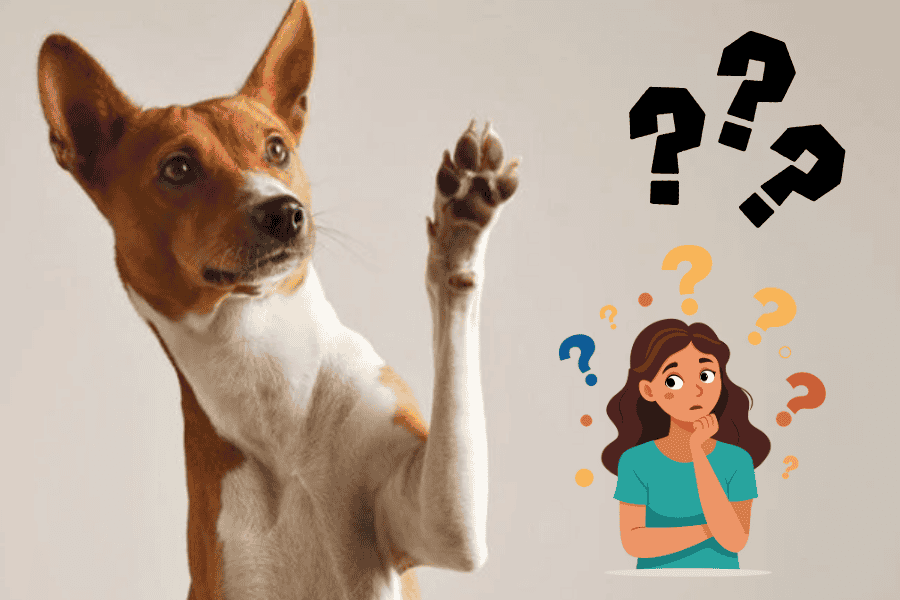 Chó con thích ăn gì nhất?